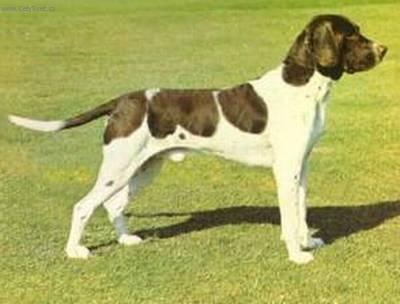 Photos: Old danish pointing dog (Dog standard) (pictures, images)