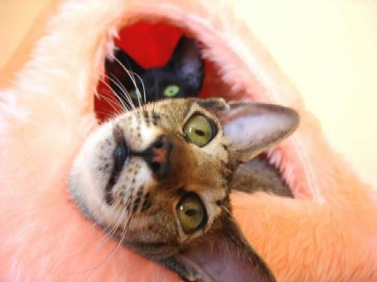 Photos: Oriental Shorthair (Cat) (pictures, images)