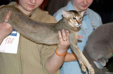 Photos: Oriental Shorthair (Cat) (pictures, images)