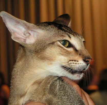 Photos: Oriental Shorthair (Cat) (pictures, images)