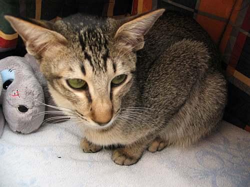 Photos: Oriental Shorthair (Cat) (pictures, images)