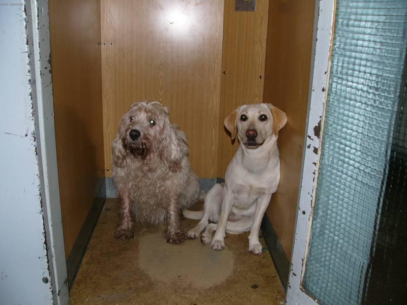 Photos: Otterhound (Dog standard) (pictures, images)