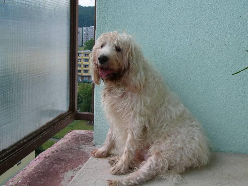 Photos: Otterhound (Dog standard) (pictures, images)