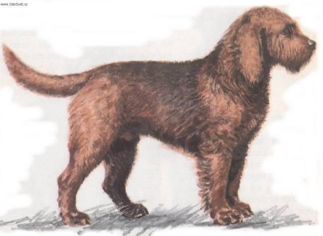 Photos: Otterhound (Dog standard) (pictures, images)