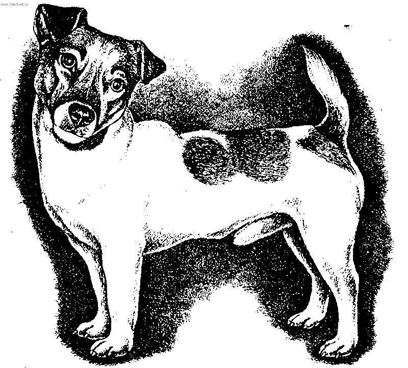 Photos: Parson russell terrier (Dog standard) (pictures, images)