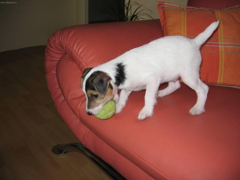 Photos: Parson russell terrier (Dog standard) (pictures, images)