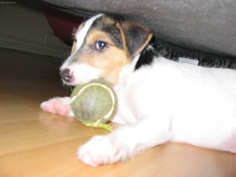 Photos: Parson russell terrier (Dog standard) (pictures, images)