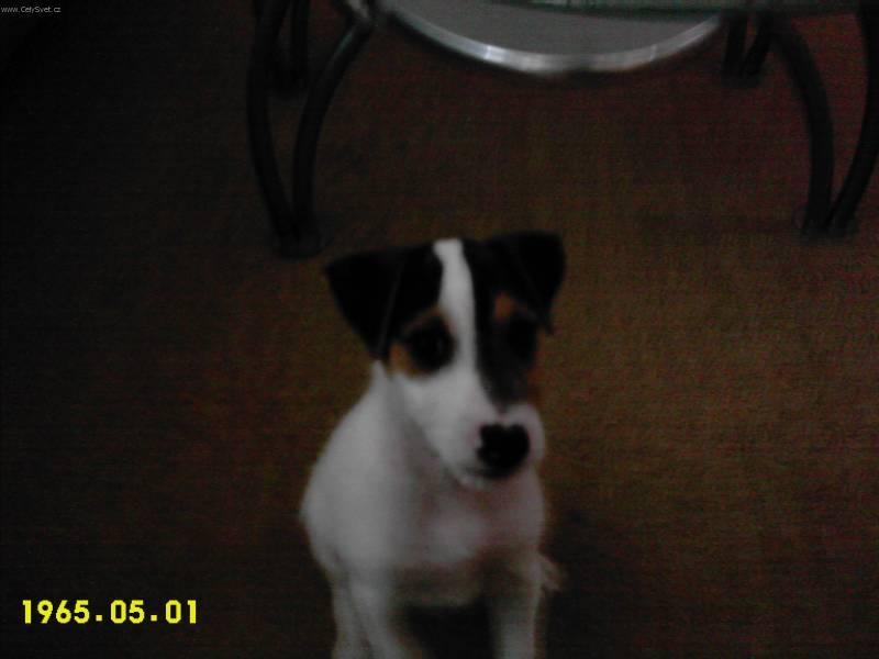 Photos: Parson russell terrier (Dog standard) (pictures, images)