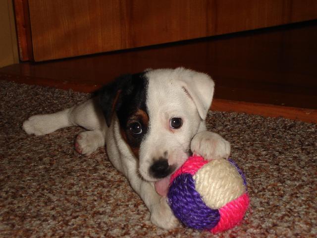 Photos: Parson russell terrier (Dog standard) (pictures, images)