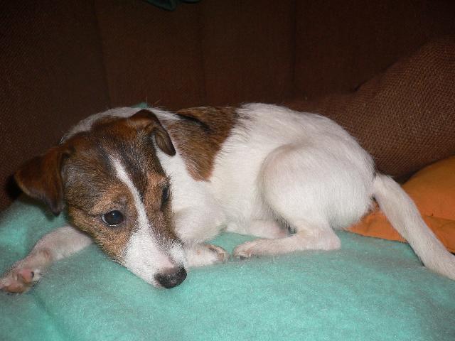 Photos: Parson russell terrier (Dog standard) (pictures, images)