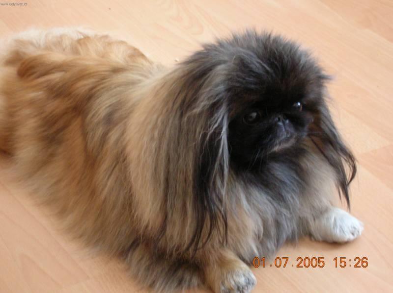 Photos: Pekingese (Dog standard) (pictures, images)