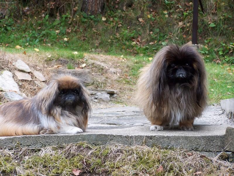 Photos: Pekingese (Dog standard) (pictures, images)