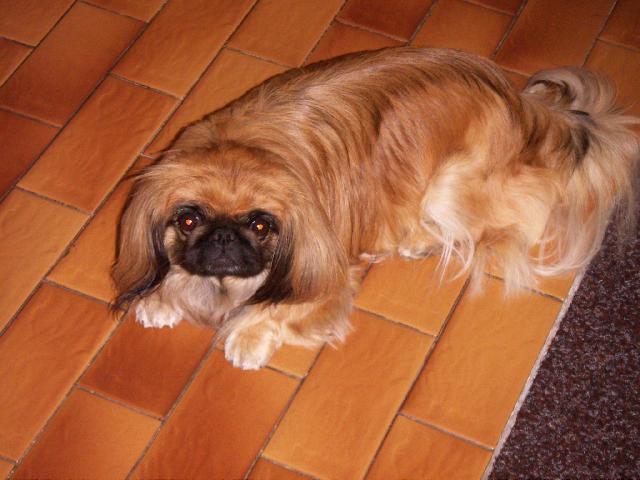 Photos: Pekingese (Dog standard) (pictures, images)