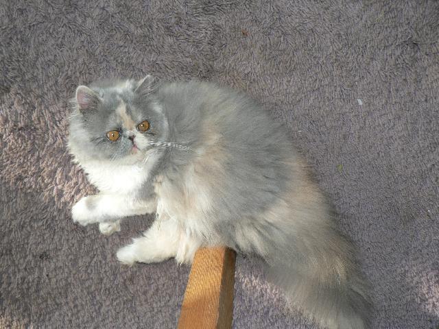 Photos: Persian (cat) (pictures, images)