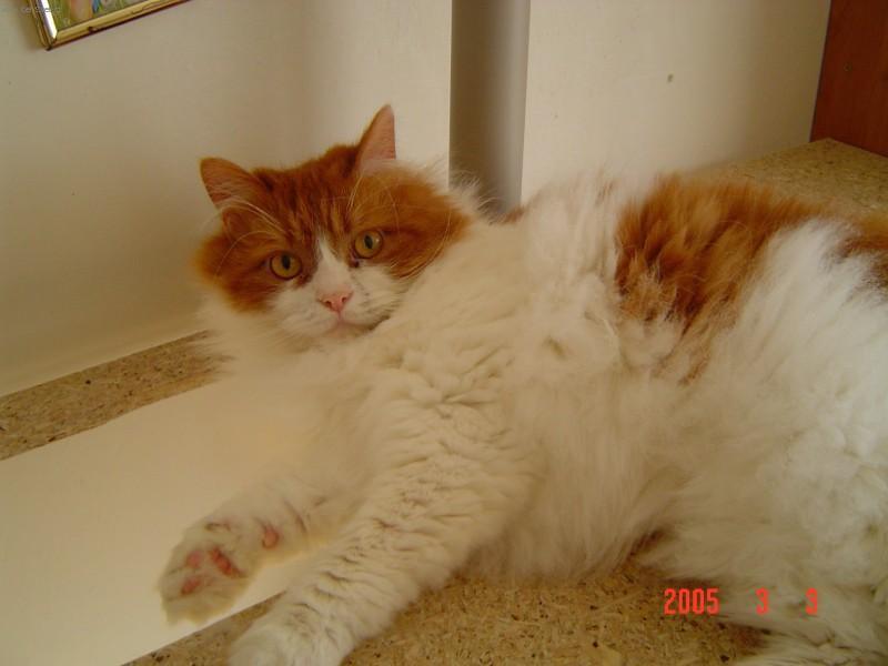 Photos: Persian (cat) (pictures, images)