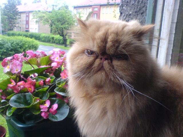 Photos: Persian (cat) (pictures, images)
