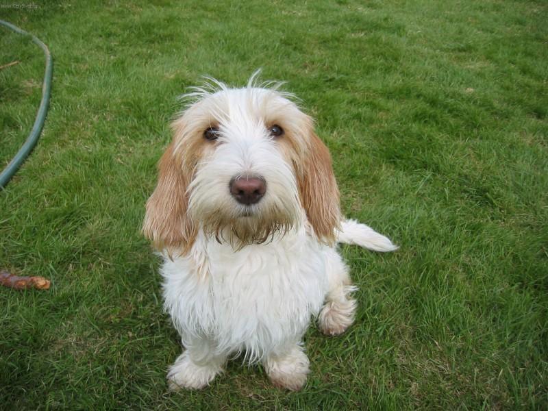 Photos: Petit basset griffon vendeen (Dog standard) (pictures, images)