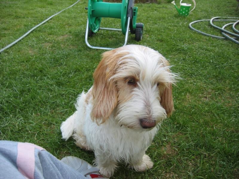 Photos: Petit basset griffon vendeen (Dog standard) (pictures, images)