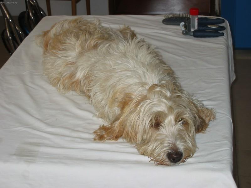 Photos: Petit basset griffon vendeen (Dog standard) (pictures, images)