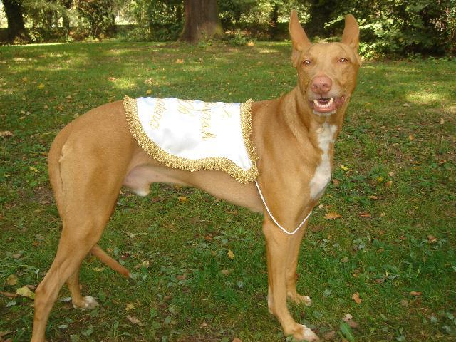 Photos: Pharaoh hound (Dog standard) (pictures, images)