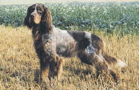 Photos: Picardy spaniel (Dog standard) (pictures, images)