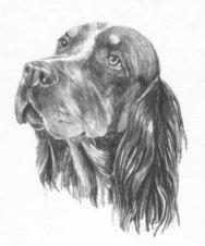 Photos: Picardy spaniel (Dog standard) (pictures, images)