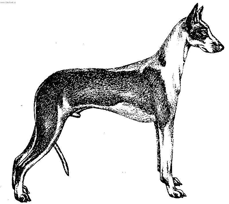 Photos: Podenco ibicenco (Dog standard) (pictures, images)