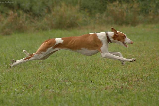 Photos: Podenco ibicenco (Dog standard) (pictures, images)