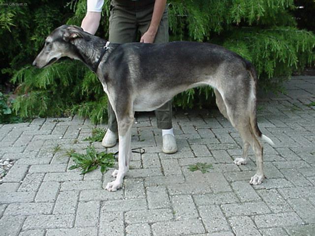 Photos: Polish greyhound (Dog standard) (pictures, images)