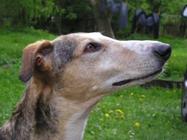 Photos: Polish greyhound (Dog standard) (pictures, images)