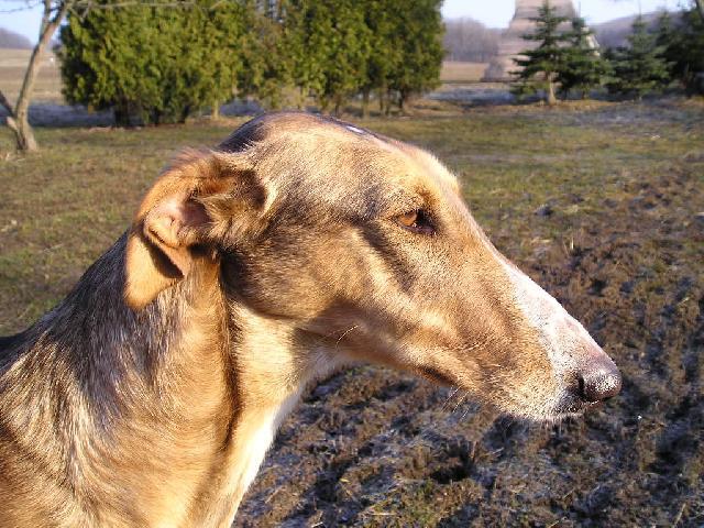 Photos: Polish greyhound (Dog standard) (pictures, images)