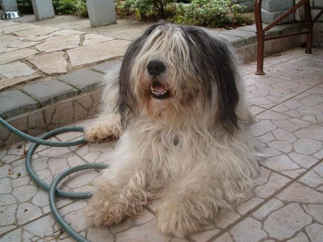 Photos: Polish lowland sheepdog (Dog standard) (pictures, images)