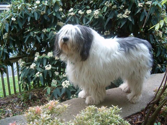Photos: Polish lowland sheepdog (Dog standard) (pictures, images)