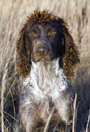 Photos: Pont-audemer spaniel (Dog standard) (pictures, images)