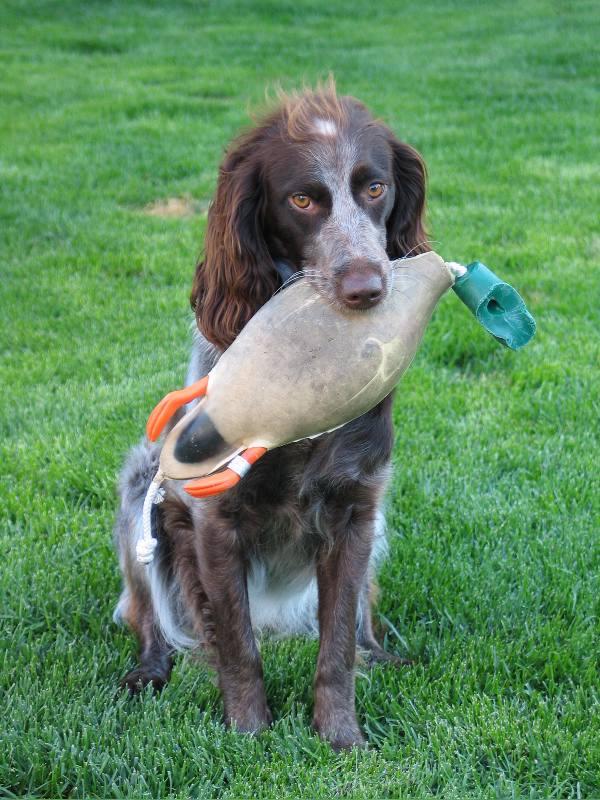 Photos: Pont-audemer spaniel (Dog standard) (pictures, images)