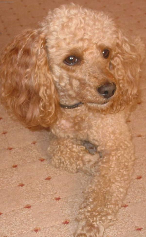 Poodle caniche Dog standard Poodle Caniche 