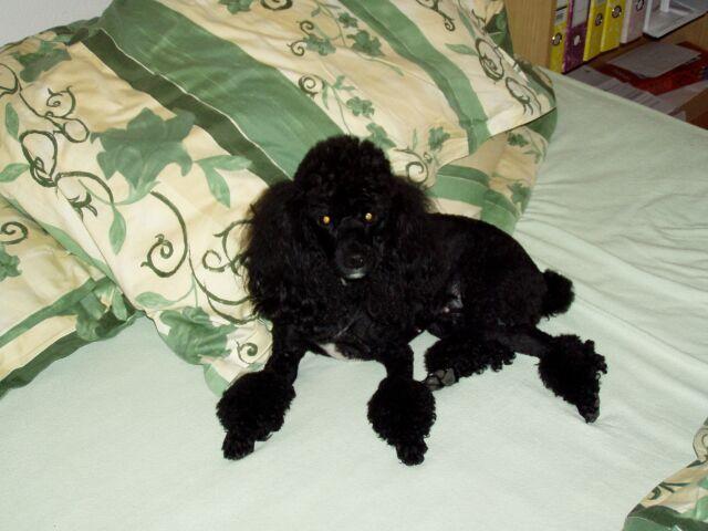 Photos: Poodle, caniche (Dog standard) (pictures, images)