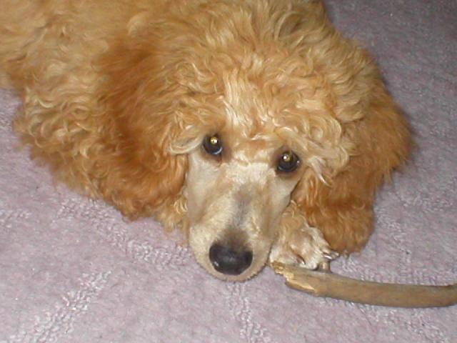 Photos: Poodle, caniche (Dog standard) (pictures, images)