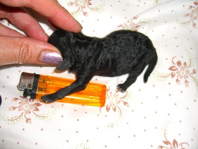 Photos: Poodle, caniche (Dog standard) (pictures, images)