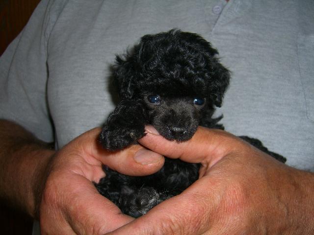 Photos: Poodle, caniche (Dog standard) (pictures, images)