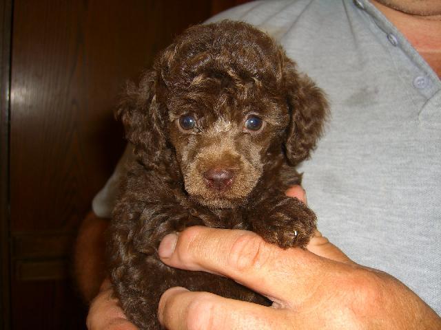Photos: Poodle, caniche (Dog standard) (pictures, images)