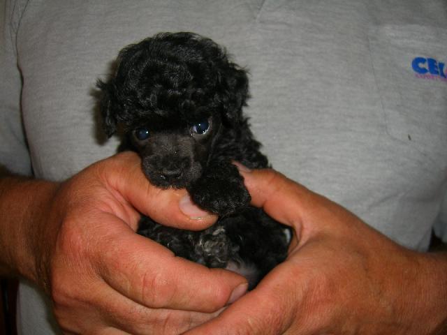 Photos: Poodle, caniche (Dog standard) (pictures, images)