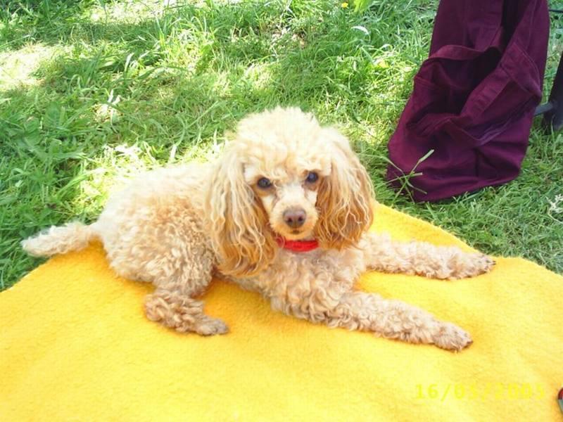 Photos: Poodle, caniche (Dog standard) (pictures, images)