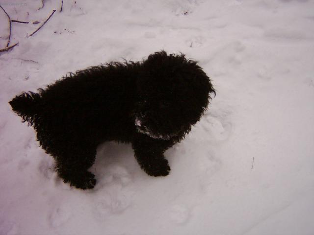 Photos: Poodle, caniche (Dog standard) (pictures, images)