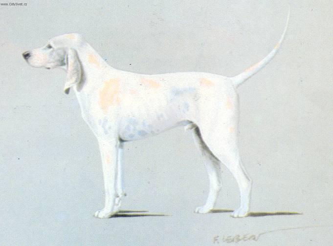 Photos: Porcelaine (Dog standard) (pictures, images)