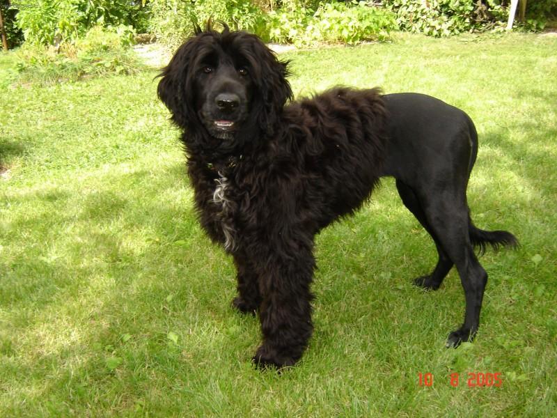 Photos: Portuguese water dog (Dog standard) (pictures, images)