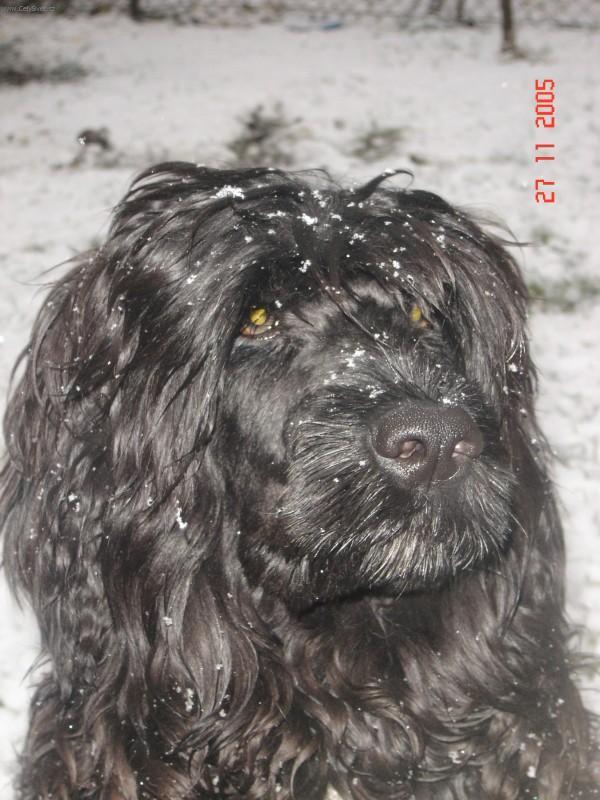 Photos: Portuguese water dog (Dog standard) (pictures, images)