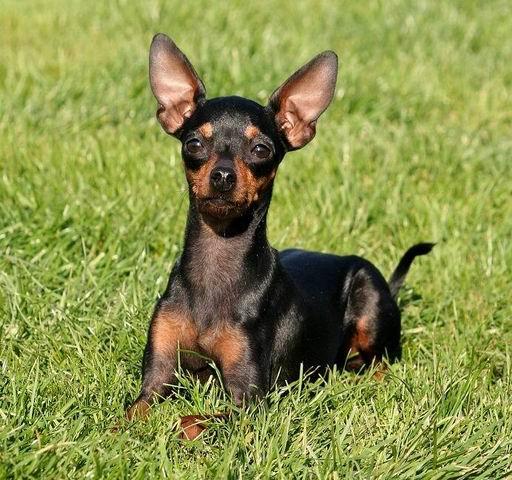 Photos: Prague ratter (Dog standard) (pictures, images)