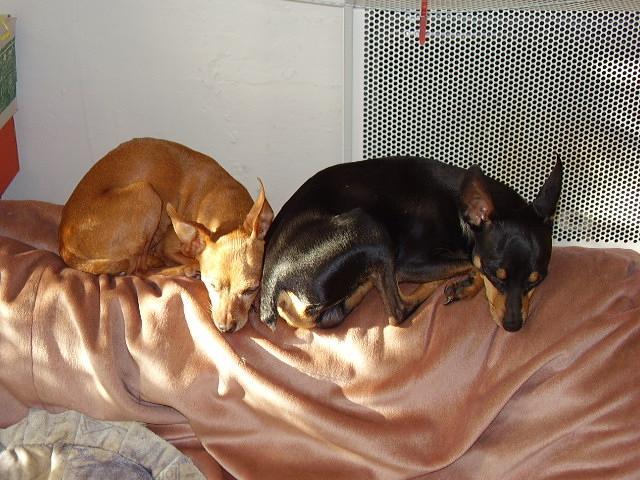 Photos: Prague ratter (Dog standard) (pictures, images)