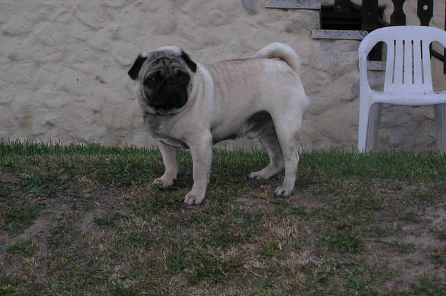 Photos: Pug (Dog standard) (pictures, images)